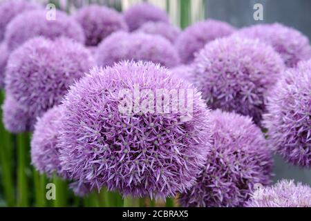 Purple allium 'pinball wizard' in flower Stock Photo