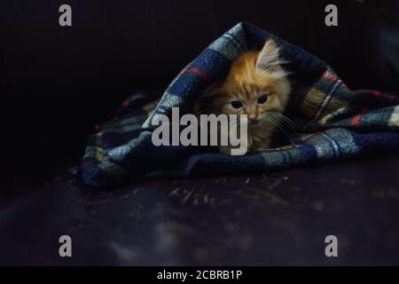 A fluffy yellow kitten, under the blanket Stock Photo