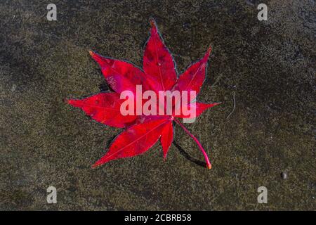 Looking down at a red maple leaf on a wet pavement Stock Photo