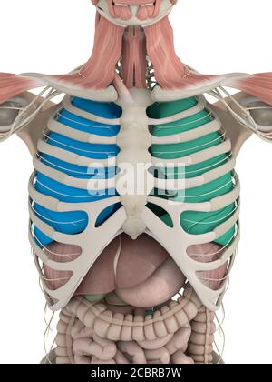 Lungs and Rib Cage, Illustration Stock Photo - Alamy