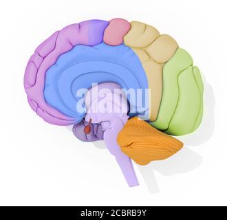 Illustration of human brain with color coded areas, neurology. 3d ...