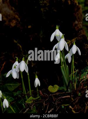 Snowdrops flowering in February, early spring in Southern England. Stock Photo