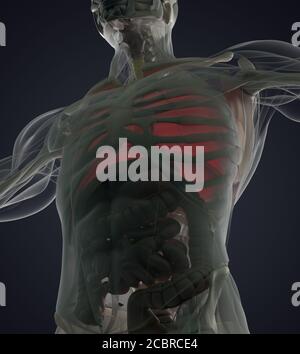 Human anatomy illustration of lungs. Xray. 3d illustration. Stock Photo