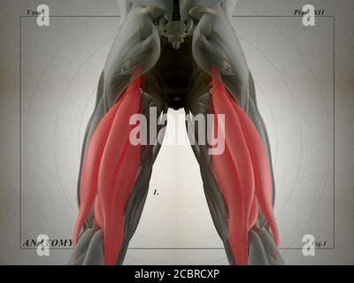 Hamstring muscle group, human anatomy muscle system. 3d illustration ...