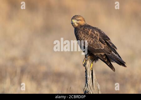 Steppe Buzzard (Buteo buteo vulpinus), adult perched on an dead trunk, Mpumalanga, South Africa Stock Photo