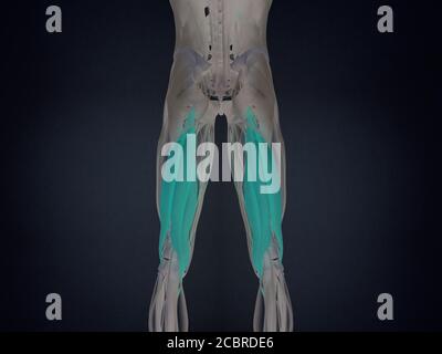 Hamstring muscle group, human anatomy muscle system. 3d illustration ...
