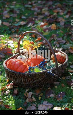 Pumpkins, rose hips, Chrysanthemum and oak leaves in a basket UK & IRISH RIGHT ONLY Stock Photo