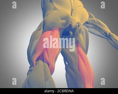 Hamstring muscle group, human anatomy muscle system. 3d illustration ...