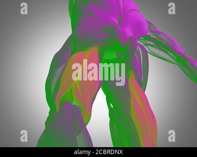 Hamstring muscle group, human anatomy muscle system. 3d illustration ...