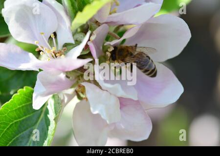 A honey-bee, pollinating the apple flowers Stock Photo