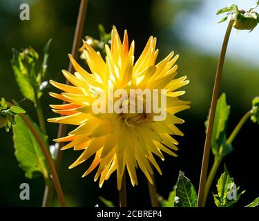 Beautiful yellow dahlia flower on a background of green leaves. Stock Photo