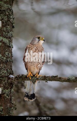 Turmfalke - Maennchen, Falco tinnunculus, common kestrel - male Stock Photo