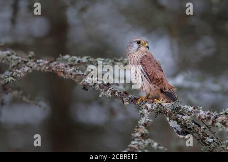 Turmfalke - Maennchen, Falco tinnunculus, common kestrel - male Stock Photo