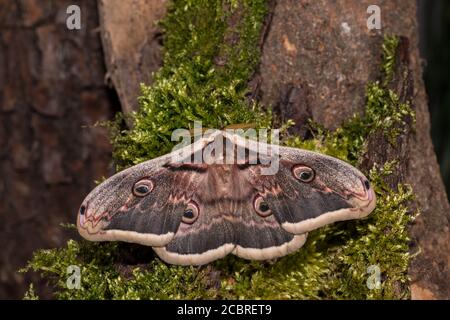 Wiener Nachtpfauenauge, Saturnia pyri, giant peacock moth - Maennchen Stock Photo