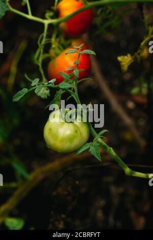 Red & Green Tomatoes on the Vine Stock Photo