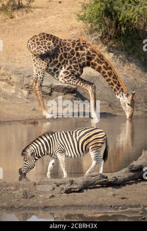 One adult zebra drinking near a tall male giraffe which is drinking on the opposite site of the waterhole in Kruger Park South Africa Stock Photo