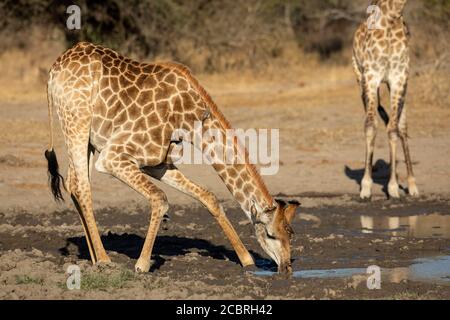 Close up on a drinking adult male giraffe on a sunny late afternoon in dry season in Kruger Park South Africa Stock Photo
