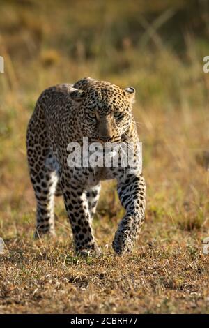 Adult leopard head on portrait walking towards camera in golden yellow afternoon light in Masai Mara Kenya Stock Photo