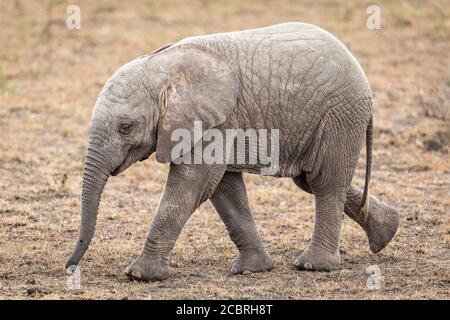 Side view full body of baby leucistic elephant walking in Masai Mara Kenya Stock Photo