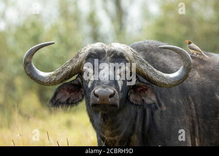Close up on water buffalo's face looking at camera with ox pecker sitting on its back in Masai Mara Kenya Stock Photo