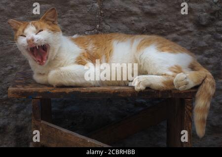 A ginger cat wakes up and yawns, Medina Essaouira, Morocco Stock Photo