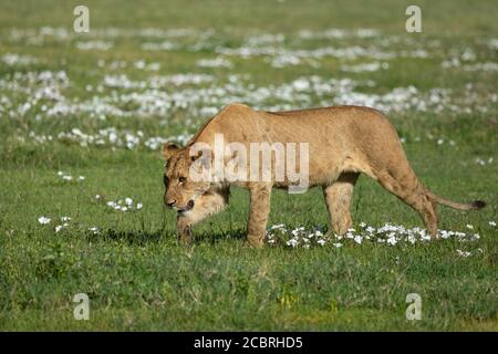 Adult lioness walking on the green plains of Ngorongoro Crater covered with green grass and little white flowers in Tanzania Stock Photo