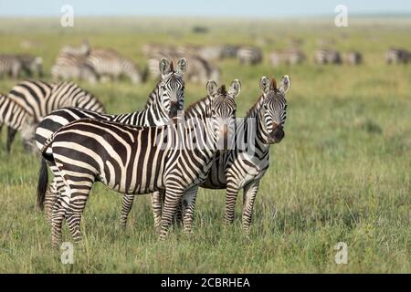 Zebra herd grazing in Serengeti plains with three zebras looking alert in Tanzania Stock Photo