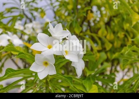 Frangipani, plumeria seamless tropical pattern. Colorful bright flower nature. Natural floral background. Flower stalk and leaves. Stock Photo