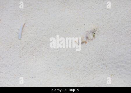 Top view of coral lying on sandy beach, natural shore view, corals in sand. Stock Photo