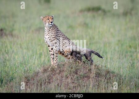 Mother cheetah and cub survey the area in Kenya while atop a termite mound Stock Photo