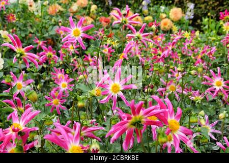 'Honka Rose' orchid dahlia flower on a green background Stock Photo