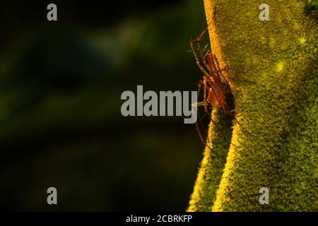 A lynx spider perched on a leaf Stock Photo