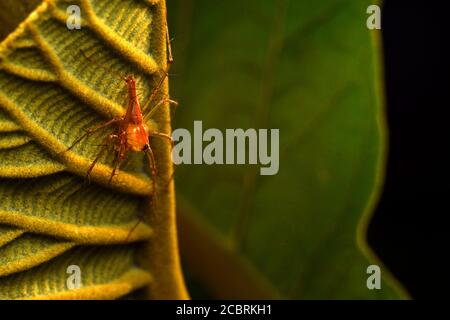 A lynx spider perched on a leaf Stock Photo