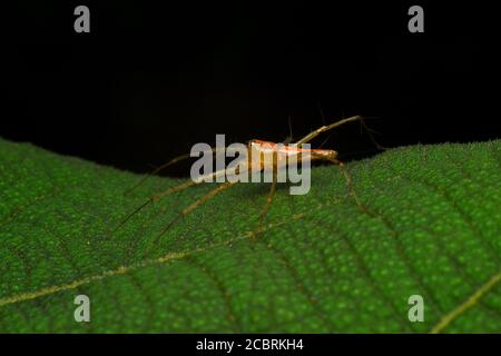 A lynx spider perched on a leaf Stock Photo