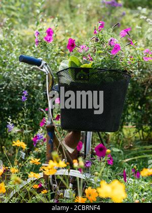 Old bicycle in a cottage garden with flowers. Stock Photo