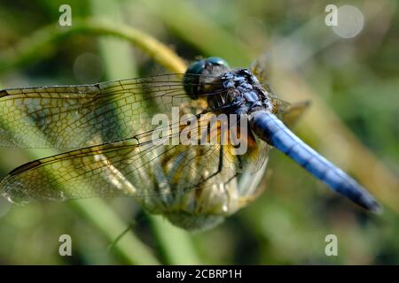 Close up of a mature male blue dasher (Pachydiplax longipennis) skimmer dragonfly at Dow's Lake, Ottawa, Ontario, Canada. Stock Photo