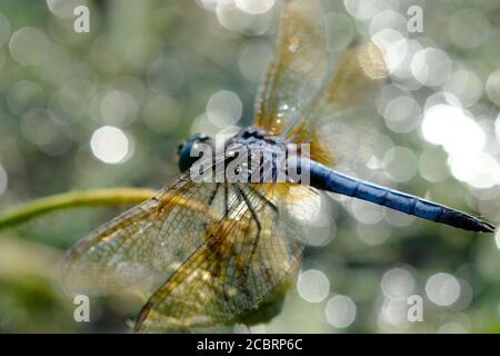 Close up of a mature male blue dasher (Pachydiplax longipennis) skimmer dragonfly at Dow's Lake, Ottawa, Ontario, Canada. Stock Photo