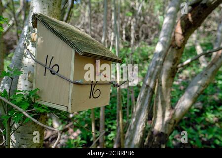 A nest box and shelter designed for the common dormouse (Muscardinus avellanarius) in a coppiced hazel (Corylus avellana) managed woodland in the UK Stock Photo