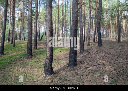 Trees singed after forest fire Stock Photo