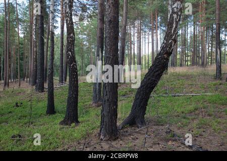 Trees singed after forest fire Stock Photo