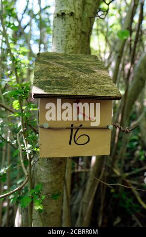 A nest box and shelter designed for the common dormouse (Muscardinus avellanarius) in a coppiced hazel (Corylus avellana) managed woodland in the UK Stock Photo