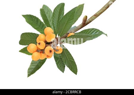 Branch of  loquat isolated on white background Stock Photo