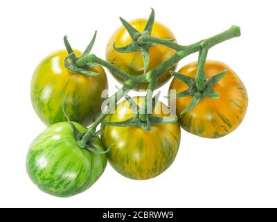 Green Zebra heirloom tomatoes on the vine cluster, isolated Stock Photo