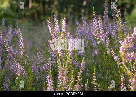 heather flowers in summer forest closeup Stock Photo