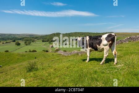 UK landscape: Looking back at Grassington Woods from a limestone walled track with lots of old stone barns in farming pastures on a hot summer's day w Stock Photo