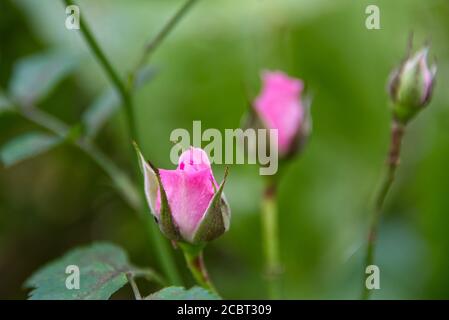 Pink roses on a green background, three rose head and flower bud Stock Photo