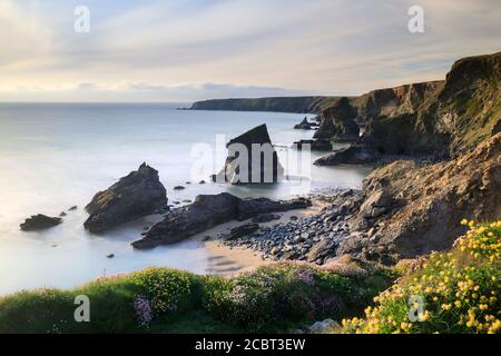 Kidney vetch and thrift above Bedruthan Steps Stock Photo