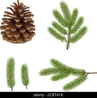 set of isolated pine branches and pine cone Stock Vector