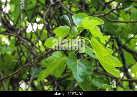 Fig tree (Ficus carica) with unripe green fruits close-up Stock Photo