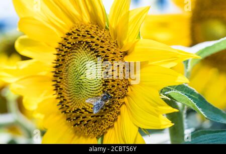 Western honey bee on common sunflower bloom detail. Apis mellifera. Helianthus annuus. Closeup of foraging honeybee with shiny transparent wings. Eco. Stock Photo